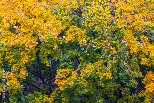 Image of trees in autumn. Yellow and still green leaves on the trees.