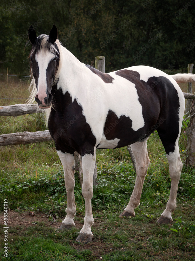 Pieblad black and white mare standing in front of a wooden fence. Pieblad black and white mare standing in front of a wooden fence.