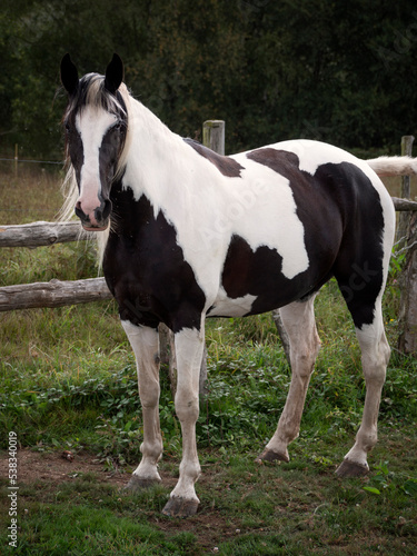 Pieblad black and white mare standing in front of a wooden fence. © Daniel