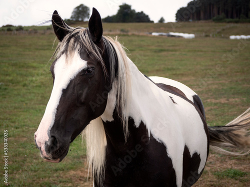 Side view of pieblad black and white mare.