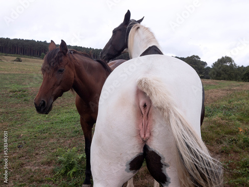 Behavioral signs of a mare in her heat cycle.