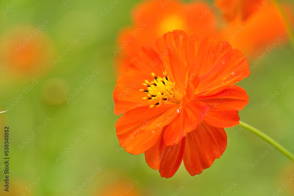 Orange Cosmos flowers Close-up Orange Cosmos flowers Close-up