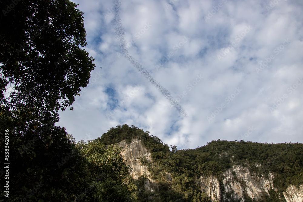 Bat cave in Mulu national park with bats leaving the cave