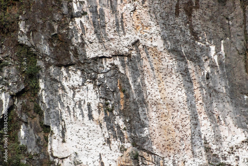 Bat cave in Mulu national park with bats leaving the cave