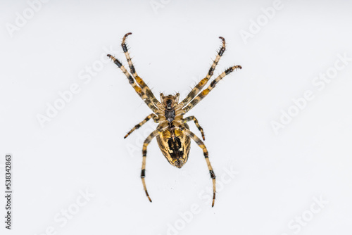 Araneus cross spider from below, isolated