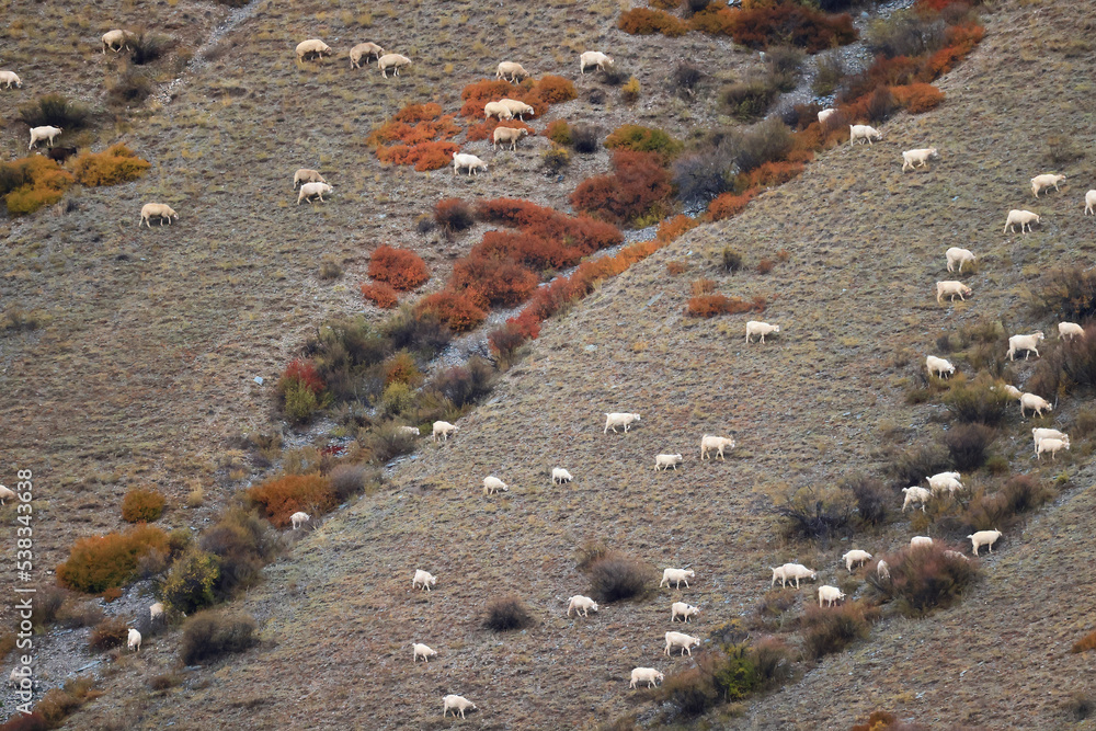sheep on a mountain slope pasture background outside sheep on a mountain slope pasture background outside