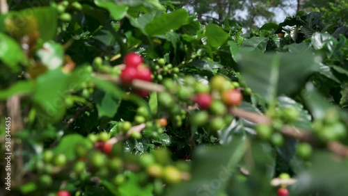 Arabicas Coffee Tree on Coffee tree at Doi Chaang in Thailand, Coffee bean Single origin words class specialty.	
 photo