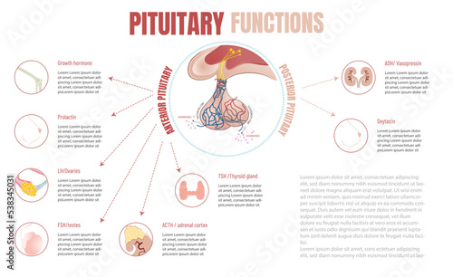 Functions of the pituitary gland