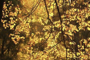 abstract autumn fall background leaves yellow nature october wallpaper seasonal