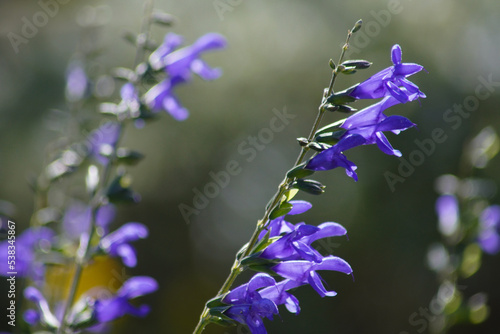 サルビア・ガラニチカ