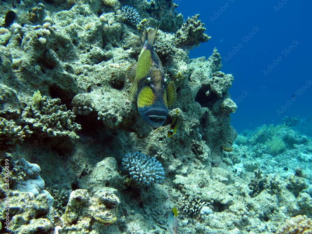 Fototapeta premium Titan TRIGGERFISH Bluefin balistod or Titan Triggerfish.