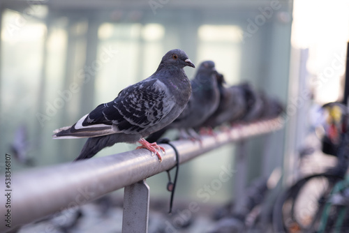 Pigeons on a fence photo