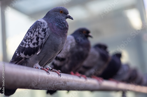 Pigeons on a fence