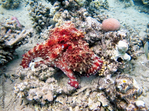 Octopus. Big Blue Octopus on the Red Sea Reefs.
The cyanea octopus, also known as the Big Blue Octopus or Day Octopus.
