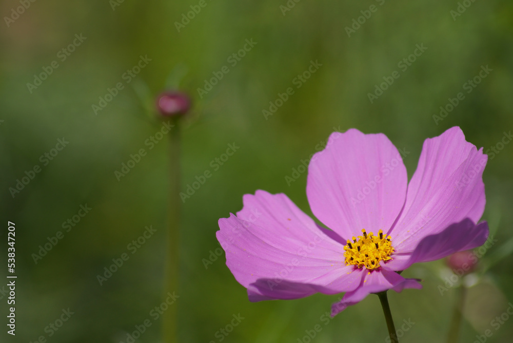 コスモス（秋桜）