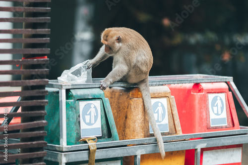 Canvas Print The monkey is on the trash can, looking for food in a plastic bag