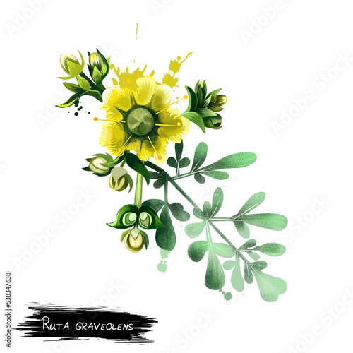 Common rue ruta graveolens flowering plant isolated on white. Herb-of-grace, species of Ruta grown as an ornamental plant and as an herb. Ruta flower. Herbs and spices collection. Digital art