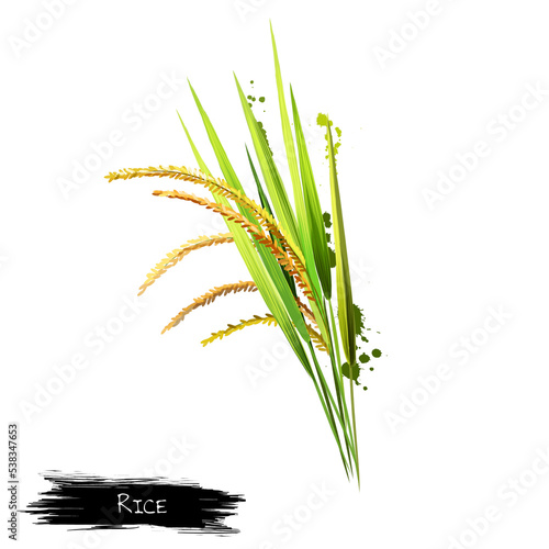 Growing seed on a white background. Rice is seed of the grass species Oryza sativa Asian rice or Oryza glaberrima African rice. Staple food. Cereal grain Herbs and spices collection. Digital art. photo