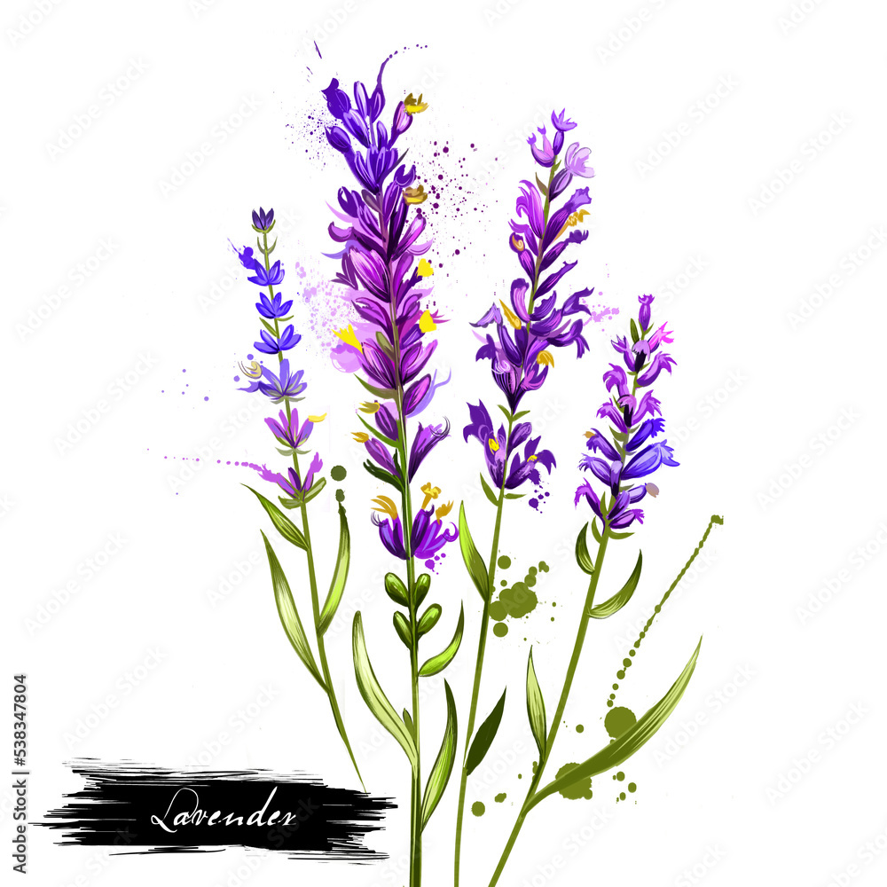 Lavender isolated. Lavandula or lavender. Flowering plant in the mint family, Lamiaceae. Lavandula angustifolia. Herbs spices. Healthy food natural organic plant. Cosmetic ingredient. Digital art.