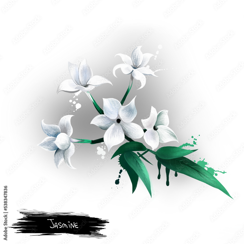 Jasmine Flower isolated on white. Deciduous or evergreen green all year round, and can be erect, spreading, or climbing shrubs and vines. Medical plant. Herbs and spices collection. Digital art.