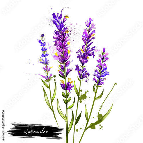 Lavender isolated. Lavandula or lavender. Flowering plant in the mint family, Lamiaceae. Lavandula angustifolia. Herbs spices. Healthy food natural organic plant. Cosmetic ingredient. Digital art. photo