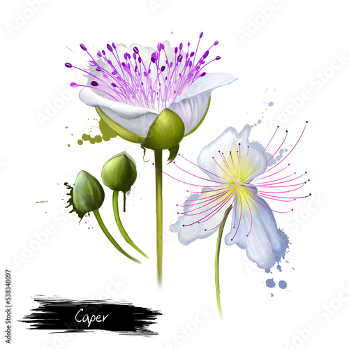 Capparis spinosa, caper bush, Flinders rose, perennial plant that bears rounded leaves and large white to pinkish-white flowers. Edible flower buds capers, often used as a seasoning. Digital art