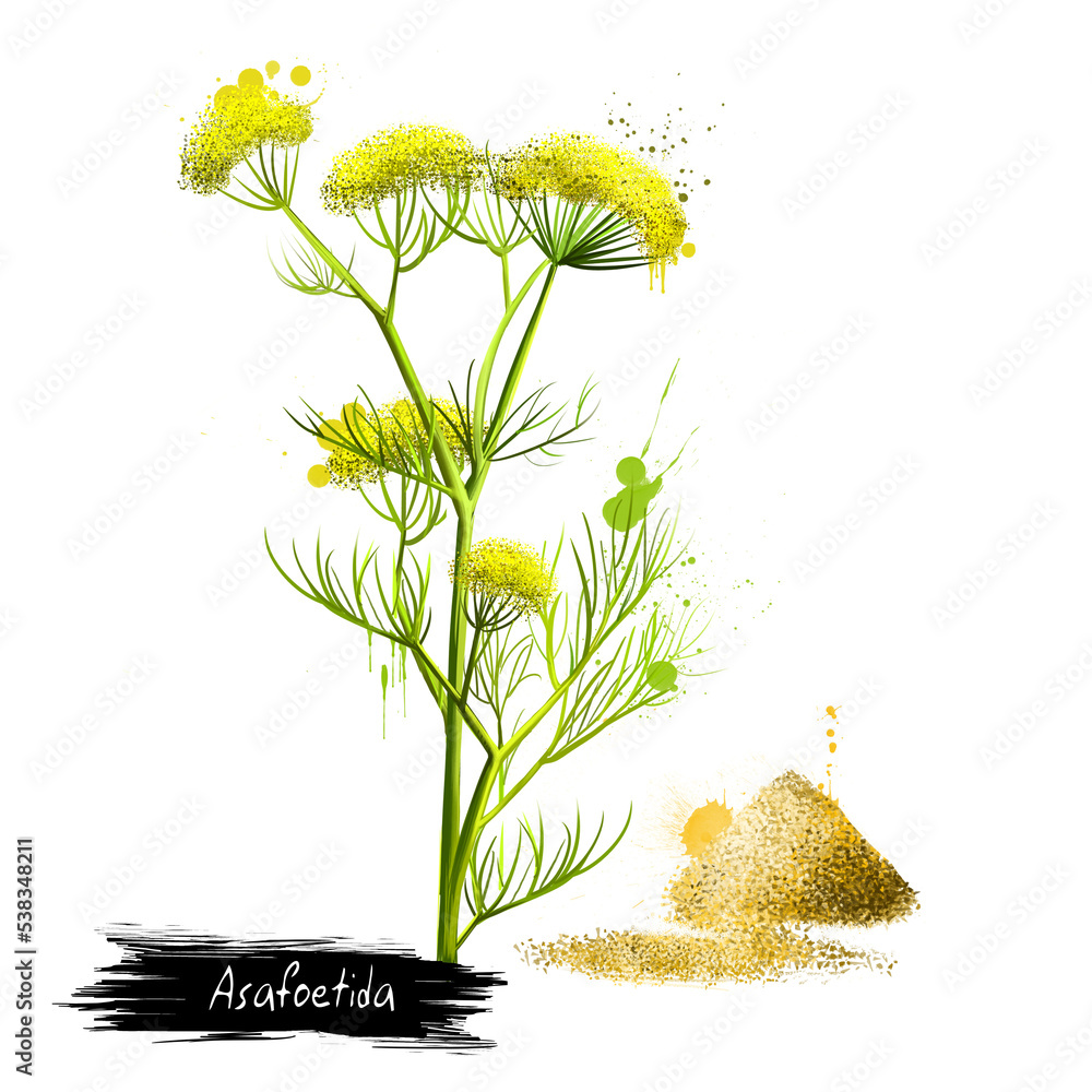 Asafoetida plant and pile of hing powder, indian cuisine spice. Labels