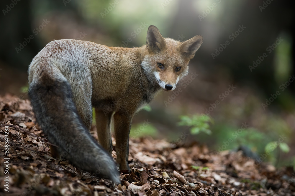 Red fox, vulpes vulpes, looking over the shoulder in forest in autumn. Furry mammal standing on leaves in woodland. Orange mammal watching to the camera on foliage. Red fox, vulpes vulpes, looking over the shoulder in forest in autumn. Furry mammal standing on leaves in woodland. Orange mammal watching to the camera on foliage.