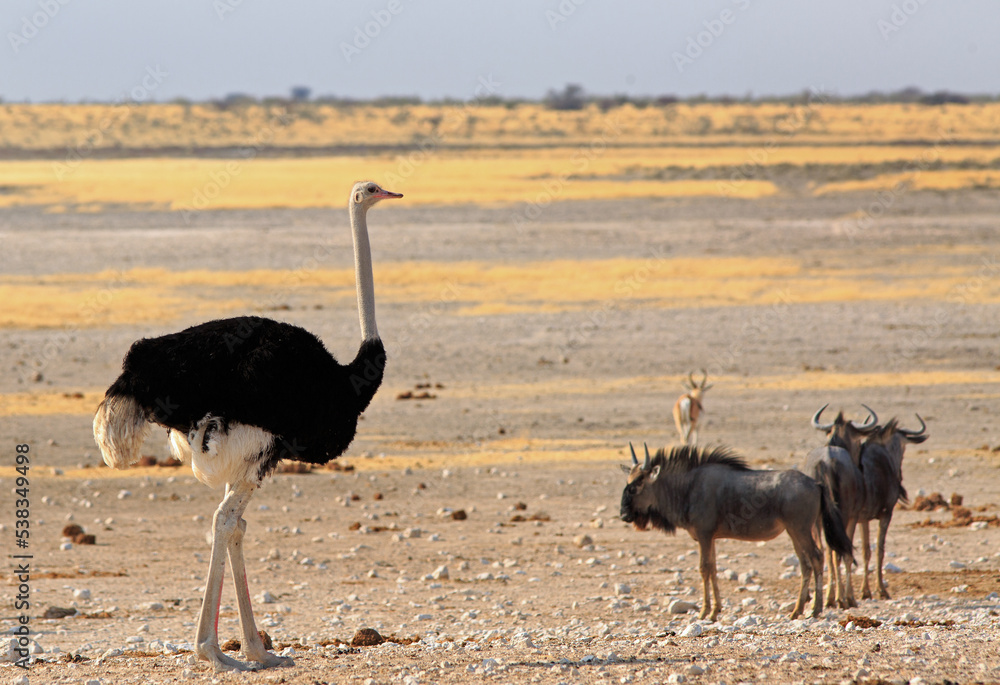 Naklejka premium Male Ostrich on the Etosha Plains with a small herd of wildebeest in the background