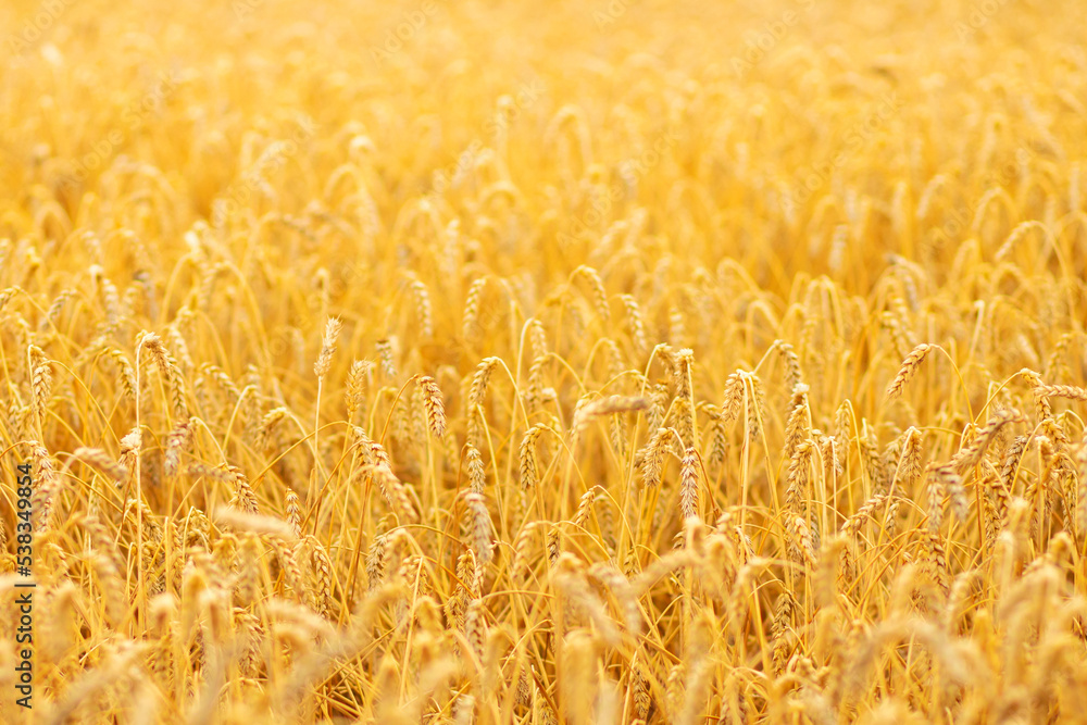 Sunny gold wheat, barley, grain fields, cereal harvest, golden rye, grain of wheat harvest