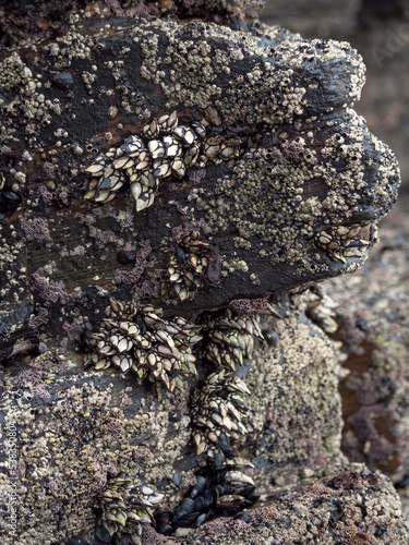 Group of barnacles stuck on a rock seen in low tide. photo