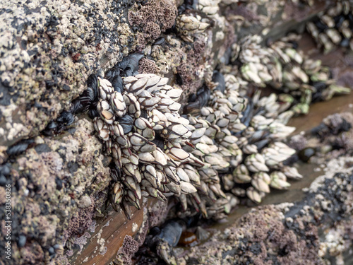 Side view of group of barnacles stuck on a rock.