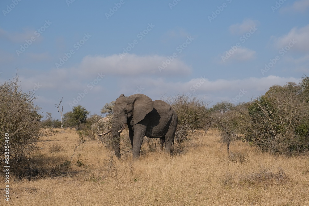 Majestic African elephant standing in the bush - Kruger National Park, South Africa