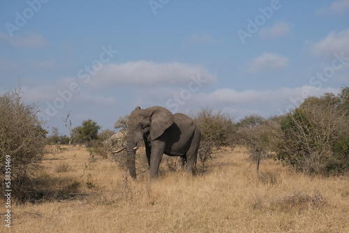 Majestic African elephant standing in the bush - Kruger National Park, South Africa