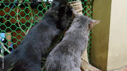 Cute cat video purring and being silly