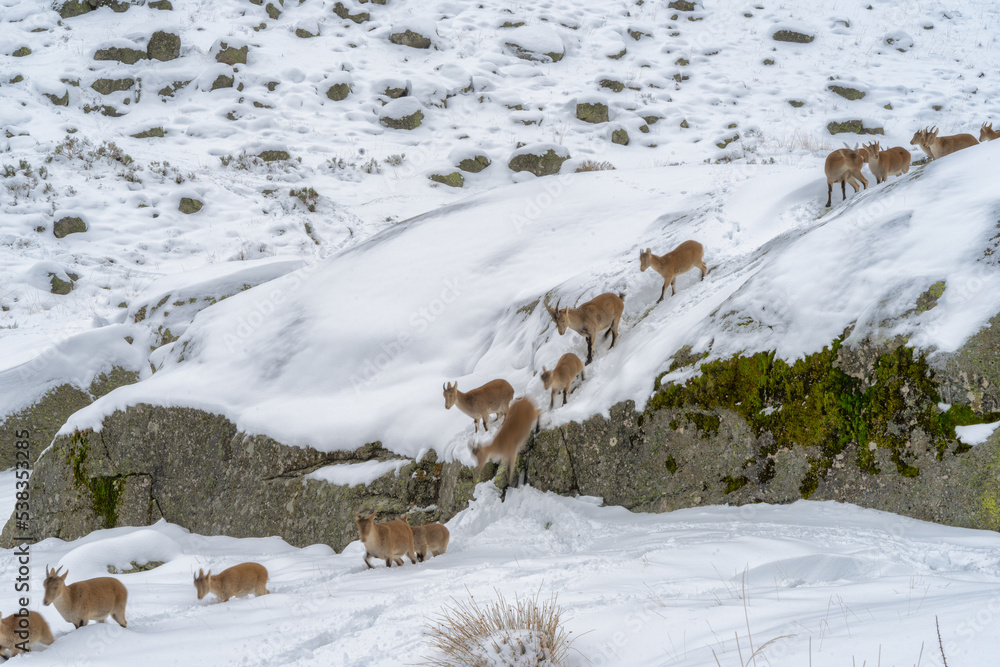Wild mountain goats walk in single file through the abundant snow in the Sierra de Grados