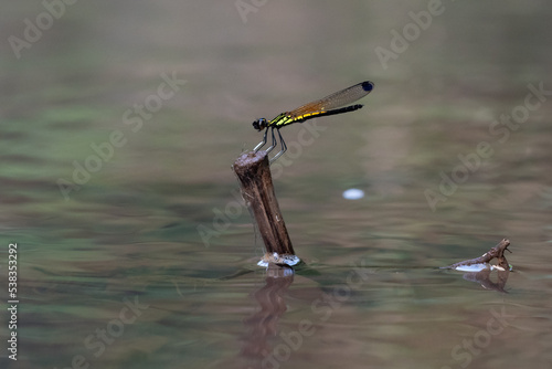 A beautiful damselfly from genus rhinocypha perching on a stick in the middle of small river stream with bokeh background  photo