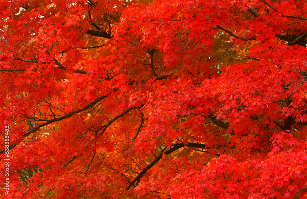 Maple trees bursting in the colour red in autumn Canada