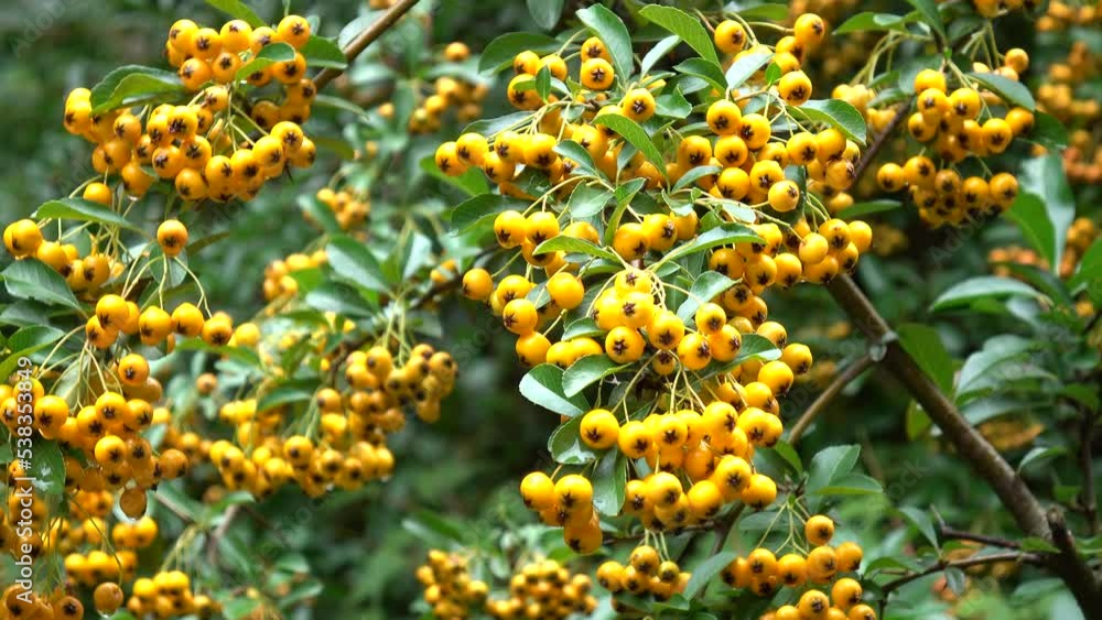 Wind sways the branches of a pyracantha bush with yellow berries in an autumn garden Wind sways the branches of a pyracantha bush with yellow berries in an autumn garden