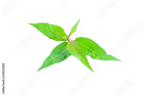 Vietnamese mint or Vietnamese cilantro (Persicaria odorata) vegetables on white background, Organic vegetables, Herbal plant, Food ingredient © voranat