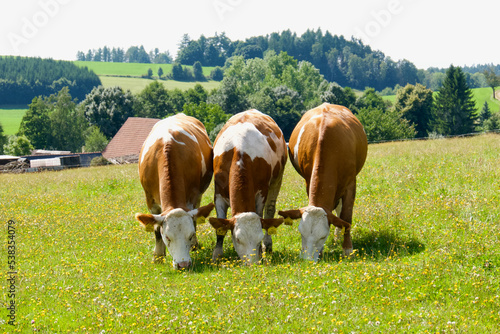 Three cows on the pasture