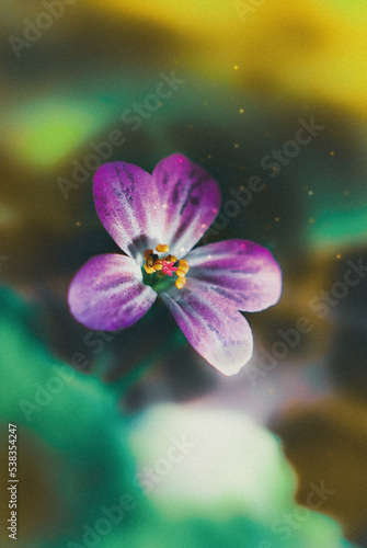 kwiat © Julia