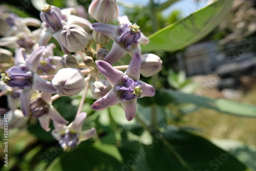 Close up of violet Crown flower or Calotropis gigantea