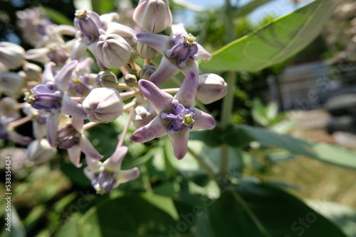 Close up of violet Crown flower or Calotropis gigantea