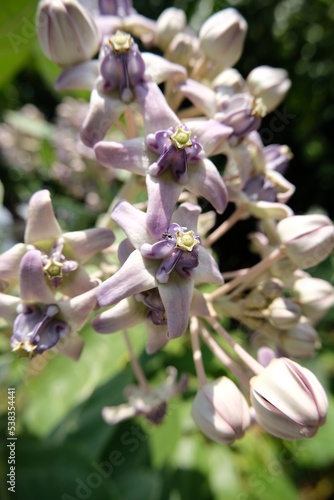 Close up of violet Crown flower or Calotropis gigantea