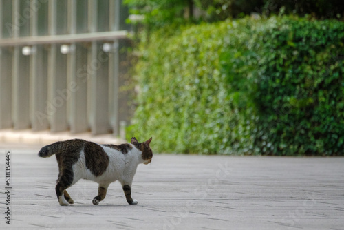 ネコが街を歩く