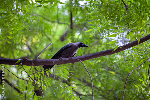 Corvid on a branch in India