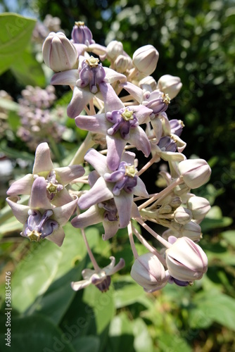 Close up of violet Crown flower or Calotropis gigantea