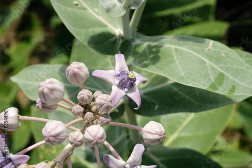 Close up of violet Crown flower or Calotropis gigantea