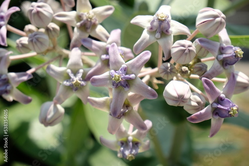 Close up of violet Crown flower or Calotropis gigantea